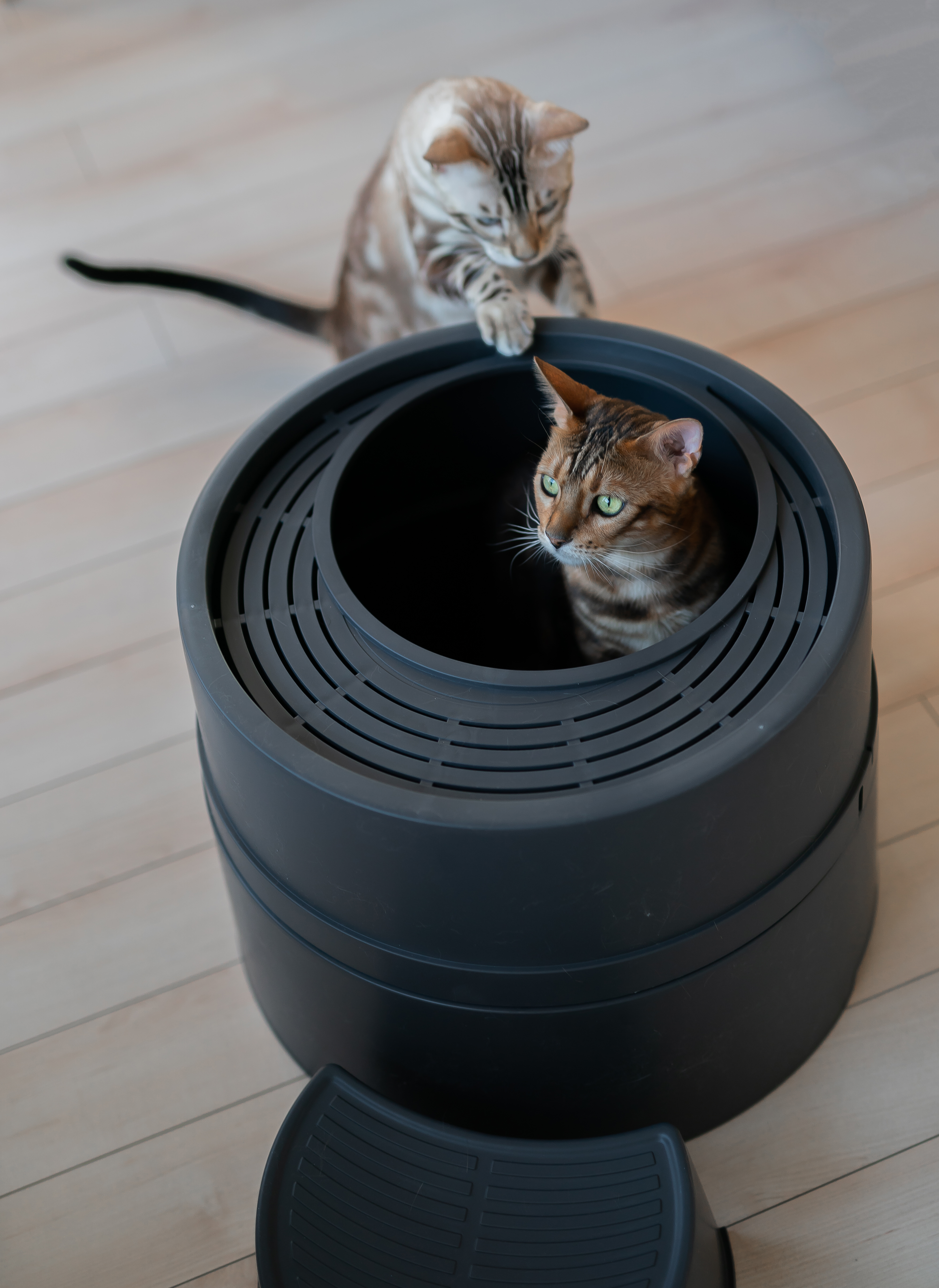 Boxscoop 2.0 with cats