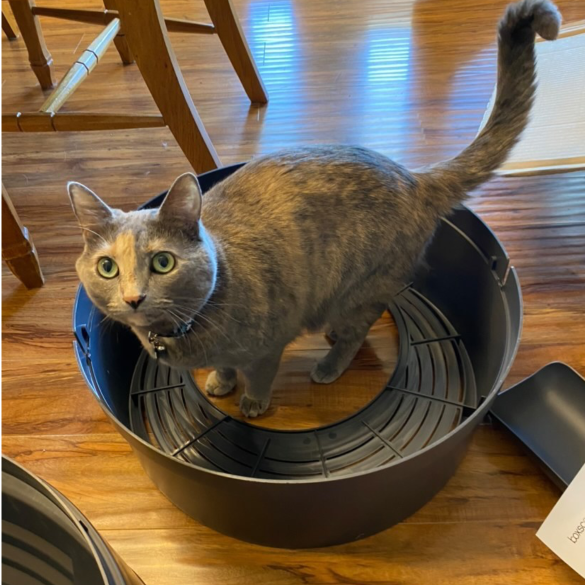 Cat in Boxscoop