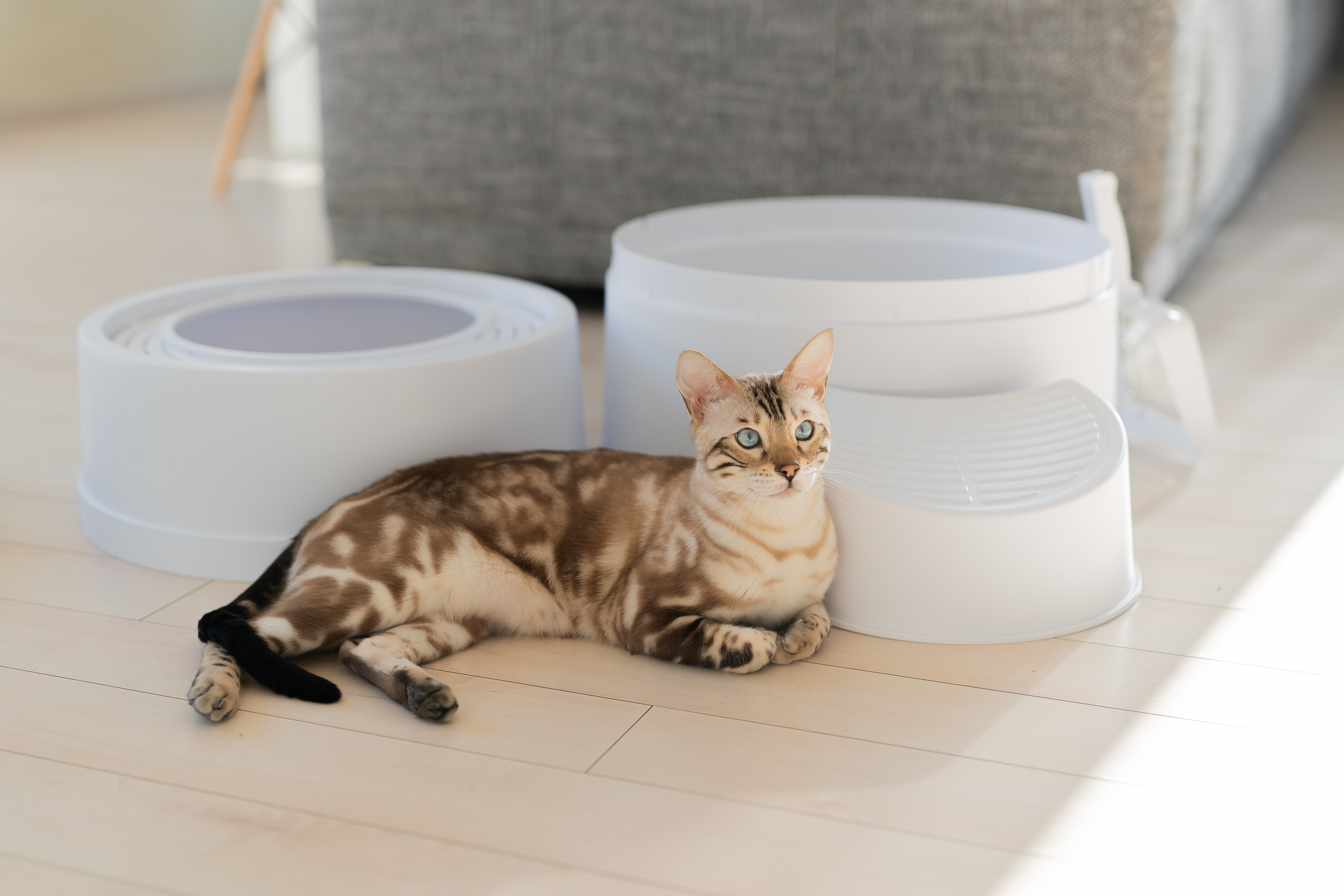 Boxscoop litter boxes with a cat